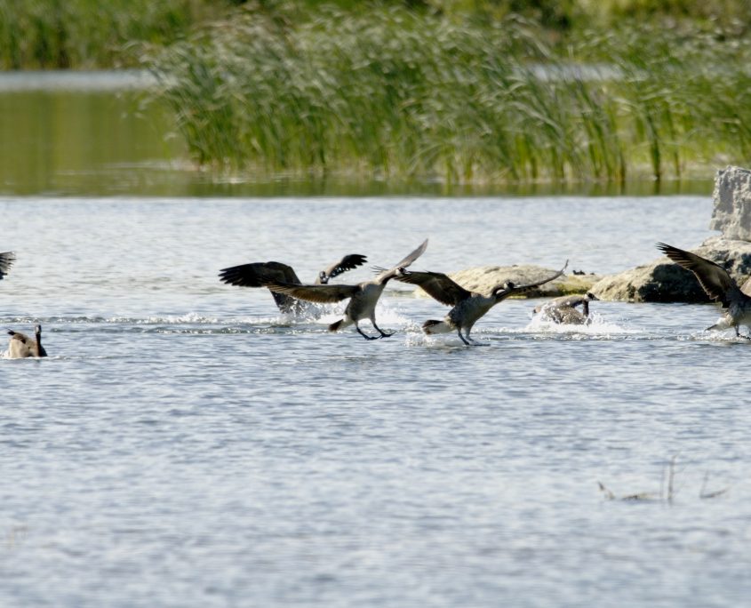 geese landing in the quarry